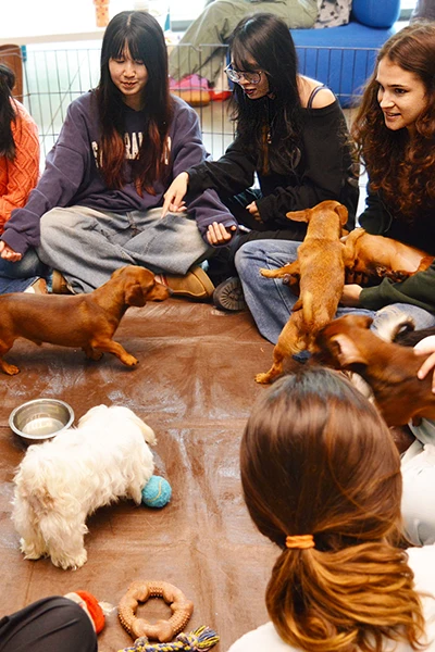 Students playing with dogs during a puppy meet