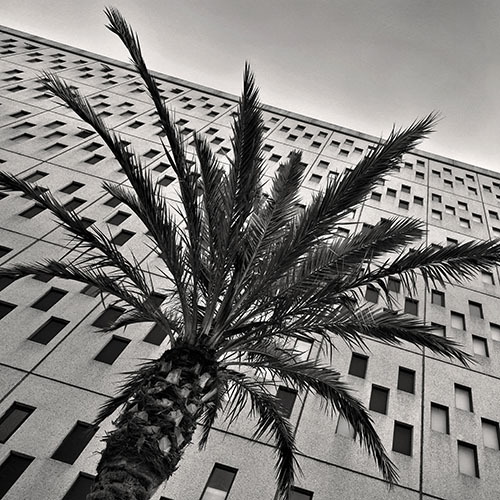 Image of a Palm and Otis College's Ahmanson Building