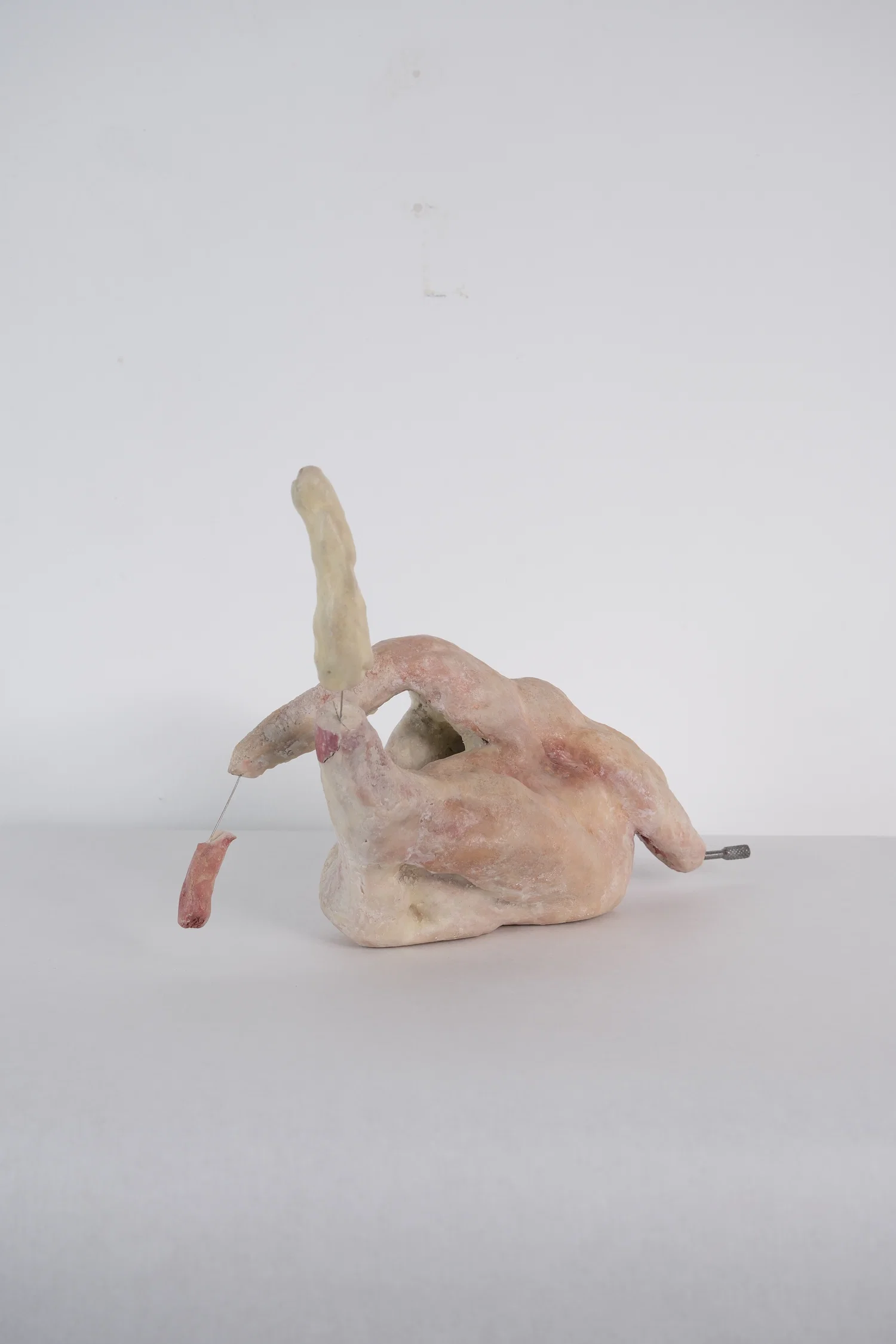 Small fleshy form with pins separating the limbs