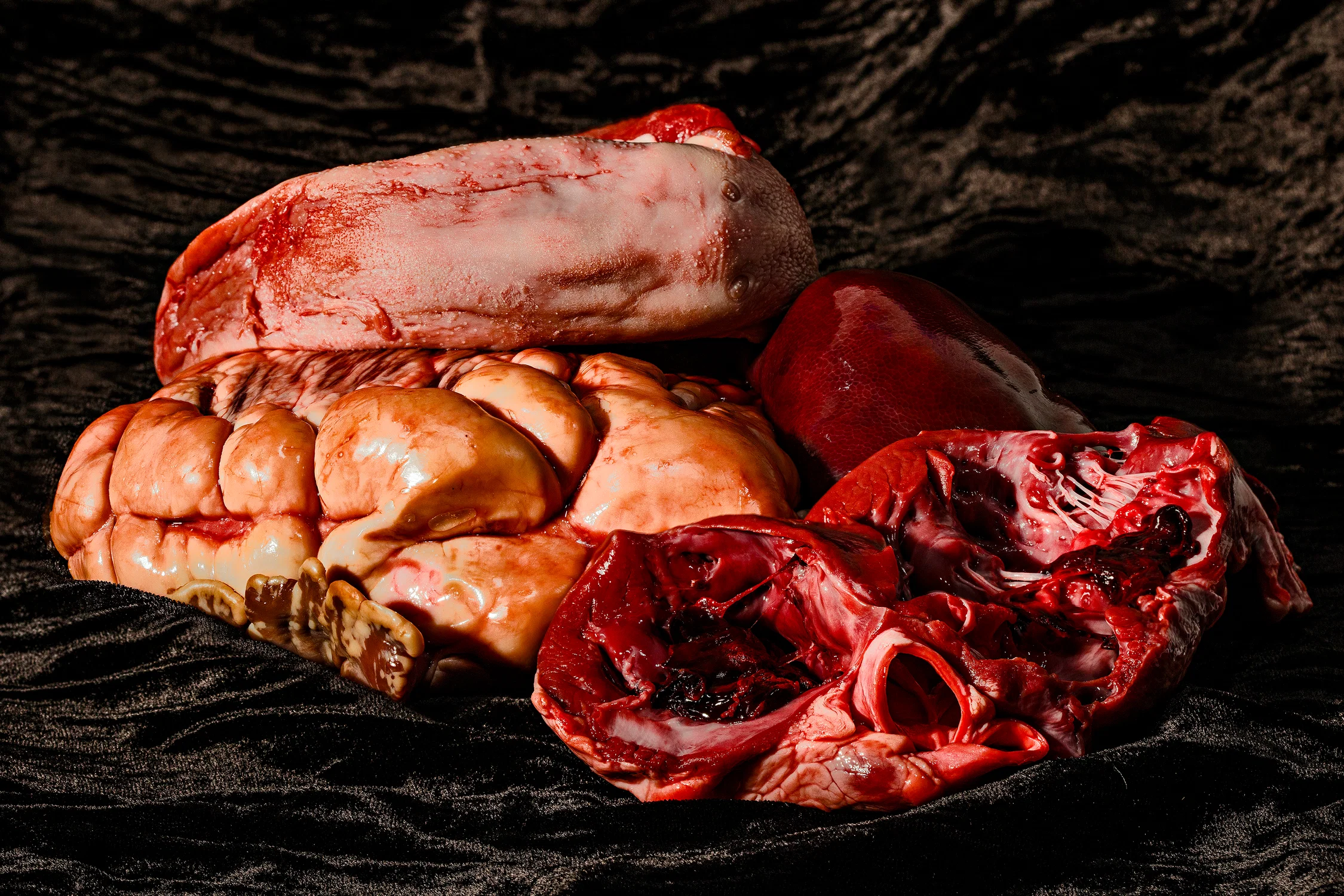 Still Life of animal organs