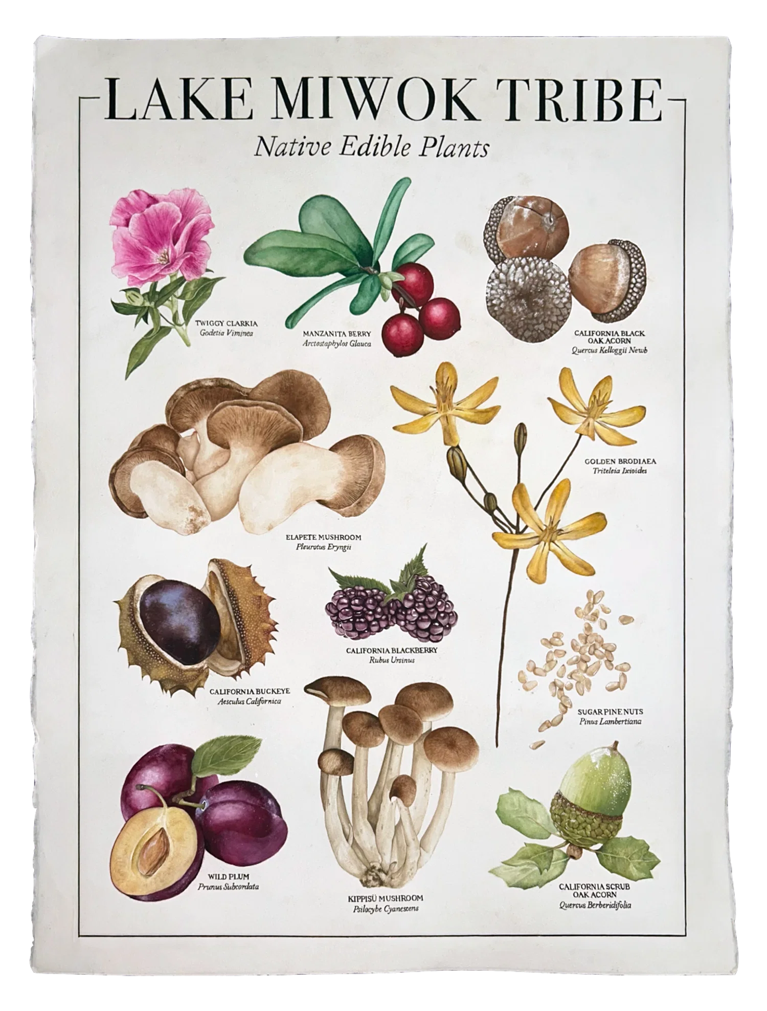 Lake Miwok Scientific Illustration