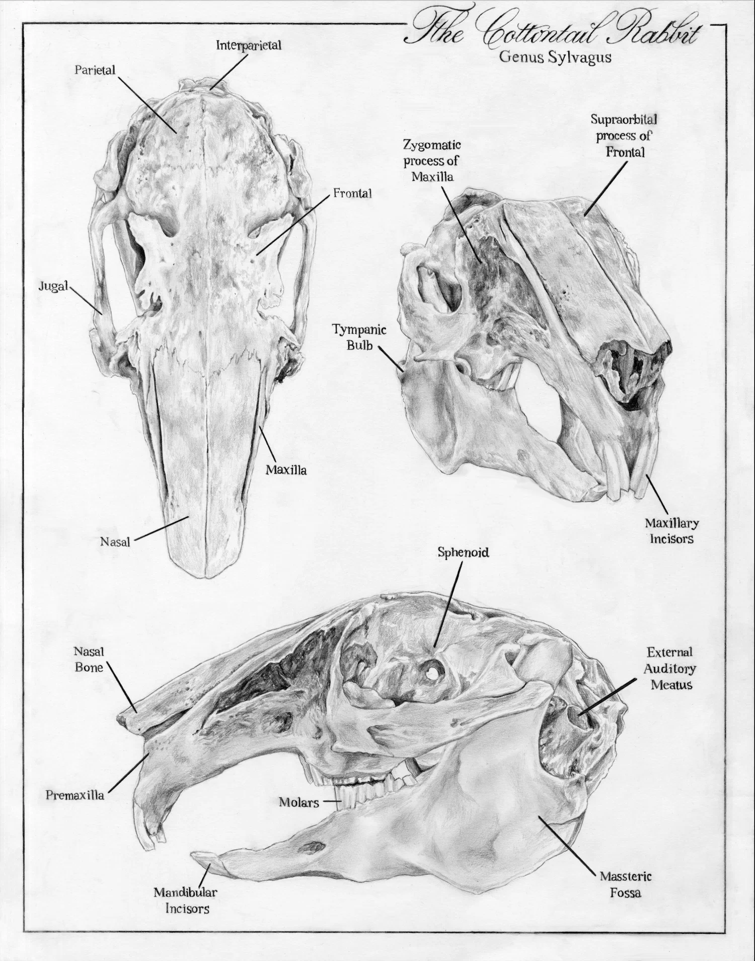Cottontail Rabbit Scientific Illustration