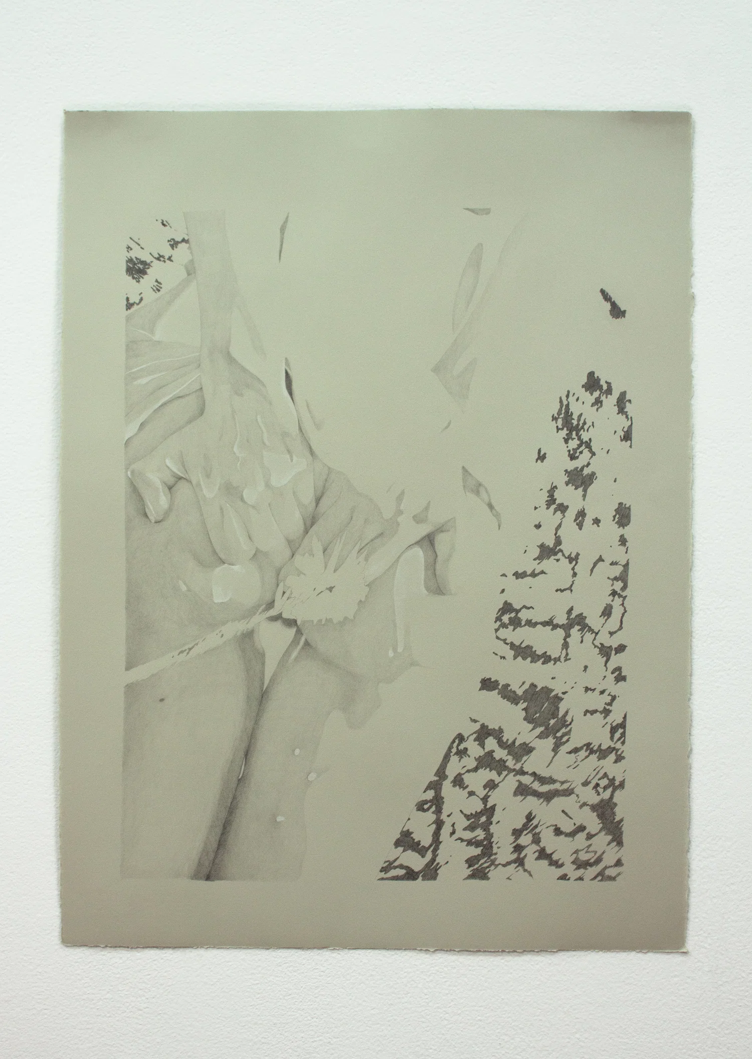 Graphite drawing on green/grey fine paper, referencing a nude photograph of a woman washing her butt, amongst trees in Sequoia national park