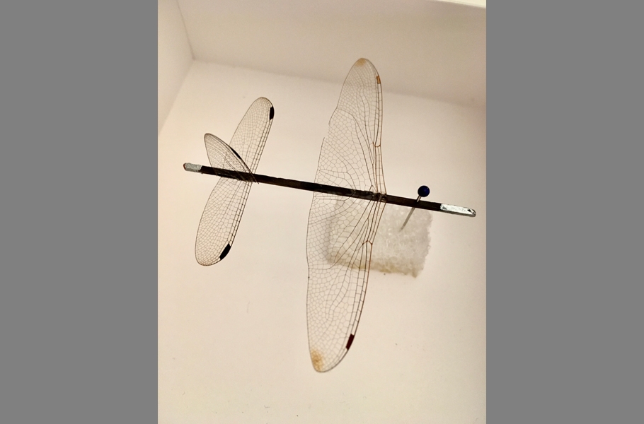 Robert Wilhite's Work