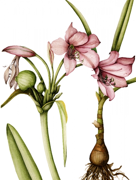 Lily illustration 