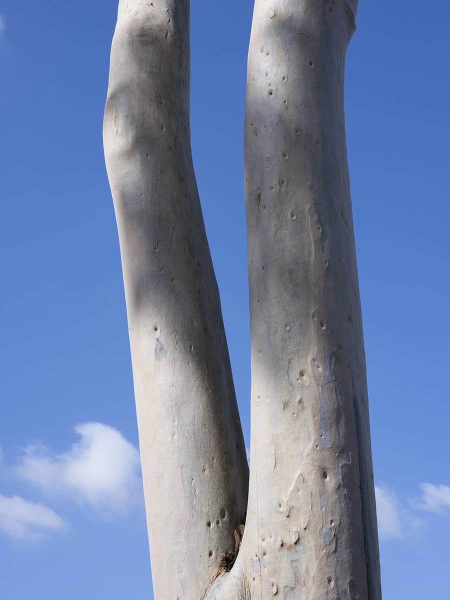 Image of dual eucalyptus tree trunks with blue sky in background.