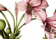 illustration of a lily by Olga Eysymontt