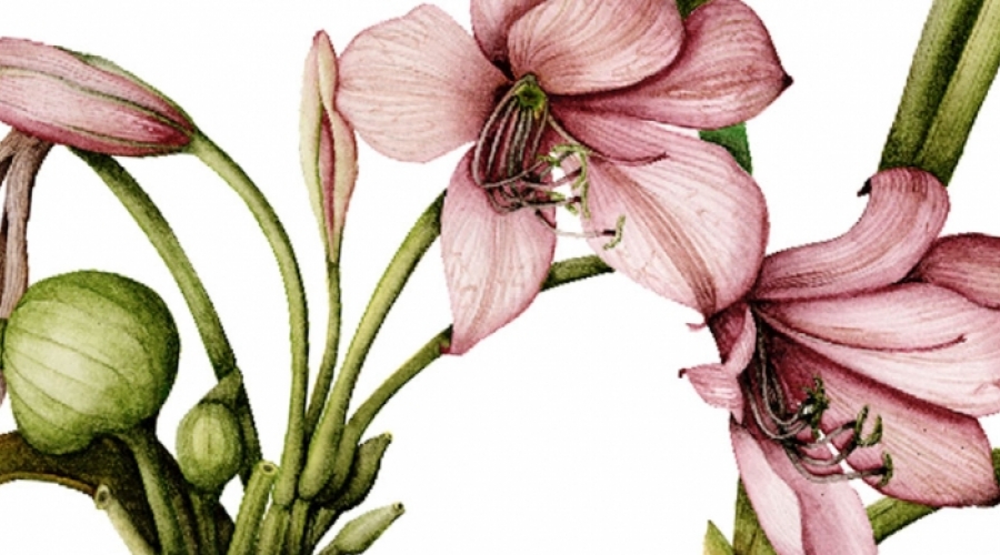 illustration of a lily by Olga Eysymontt