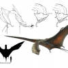 Flying Creature Concept