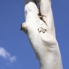 Image of eucalyptus tree trunk notch with blue sky in background.